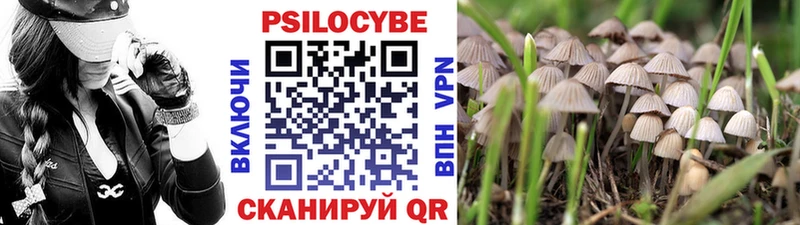 купить наркоту  Богородицк  Псилоцибиновые грибы Psilocybine cubensis 